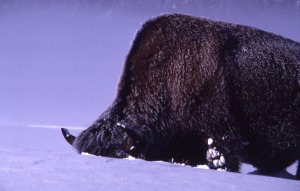 Katy Duffy Winter Seminar Bison Feeding