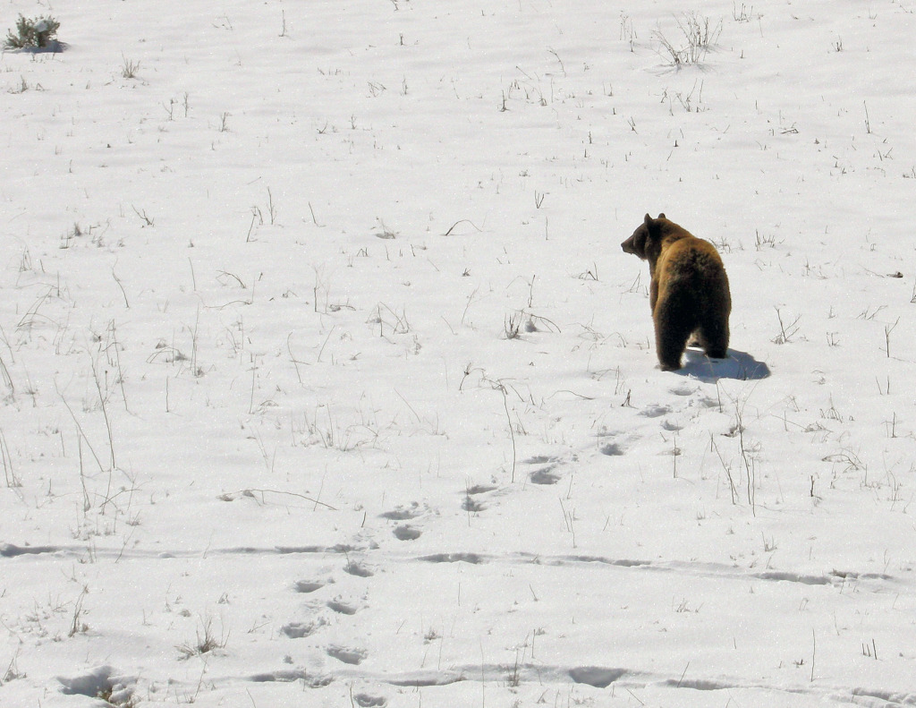 Black bear near Mammoth to Tower Road; Diane Renkin; May 2008; Catalog #19705d